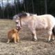 Horses Playing With Other Animals