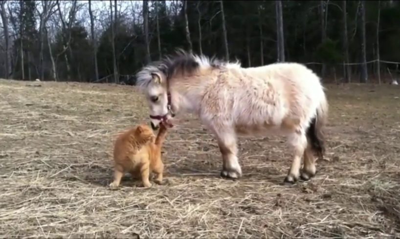 Horses Playing With Other Animals