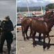 Horses Rescued From Philippines Volcano Island