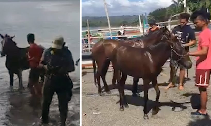 Horses Rescued From Philippines Volcano Island