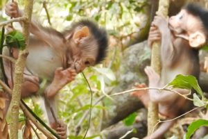 How To Training Newborn Baby animals Climb and Walking, Cute Baby Monkey