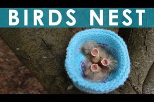 How to Knit a Birds Nest for Rescued Wildlife Animals
