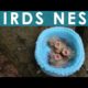How to Knit a Birds Nest for Rescued Wildlife Animals