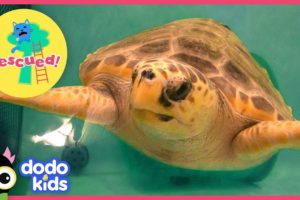 Huge Sea Turtle Was In Trouble Until A Team Of Heroes Saved Her | Animal Videos For Kids | Dodo Kids