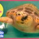 Huge Sea Turtle Was In Trouble Until A Team Of Heroes Saved Her | Animal Videos For Kids | Dodo Kids