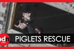 Hundreds of Piglets Rescued from Road Accident