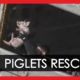 Hundreds of Piglets Rescued from Road Accident