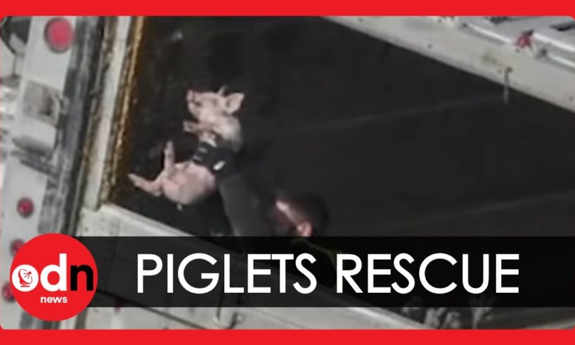 Hundreds of Piglets Rescued from Road Accident