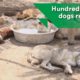 Hundreds of stray dogs rescued in Egypt