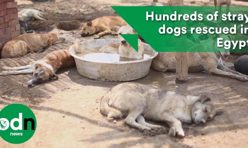 Hundreds of stray dogs rescued in Egypt