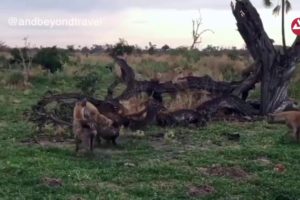 Hyena vs Lion Fighting video wildlife animals fights