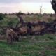 Hyena vs Lion Fighting video wildlife animals fights