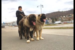 INCREDIBLY BIG DOGS PLAYING . Vinota & Zafir