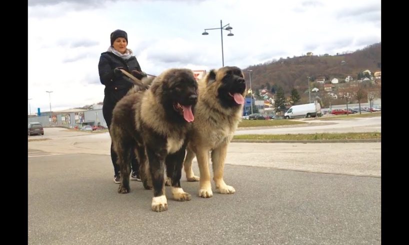 INCREDIBLY BIG DOGS PLAYING . Vinota & Zafir