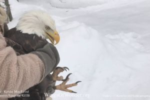 Iced Eagle Rescue on Lake Michigan - released!