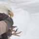 Iced Eagle Rescue on Lake Michigan - released!