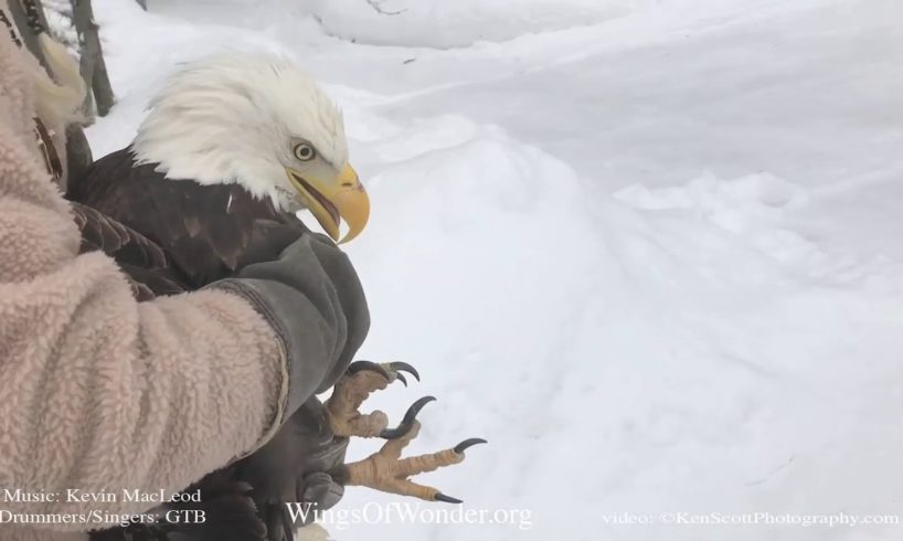 Iced Eagle Rescue on Lake Michigan - released!