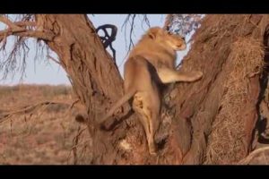 Incredible Battle for Survival - Wild Animals Fighting ! Lion vs Leopard - Leopard Attack Fail