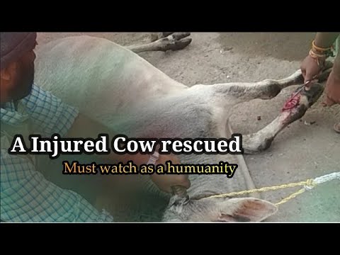 Injured Cow rescued? सड़क किनारे से घायल गाय को बचाया गया? Injured Cow rescued from road side