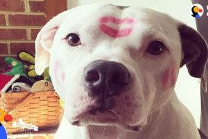 Inspiring Pit Bull Dogs Who Are Survivors | The Dodo Pittie Nation