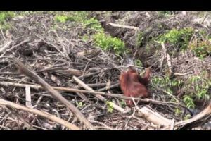 International Animal Rescue film shocking scenes of deforestation and starving orangutans