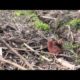 International Animal Rescue film shocking scenes of deforestation and starving orangutans