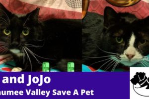 JJ and Jojo: Maumee Valley Save A Pet