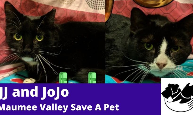 JJ and Jojo: Maumee Valley Save A Pet