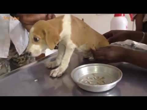 Jack & Jake and their family! 2 cute puppies, recently adopted by a British family