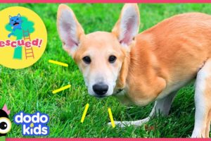 Joey the Dog Hops Just Like a Kangaroo! | Animal Videos For Kids | Dodo Kids