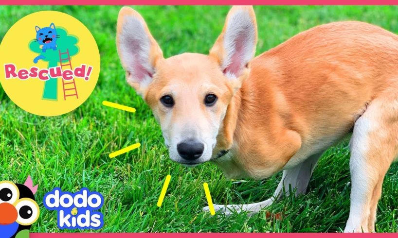 Joey the Dog Hops Just Like a Kangaroo! | Animal Videos For Kids | Dodo Kids