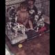 Kids Sit Inside Cage and Play With Cute Puppies - 1097631