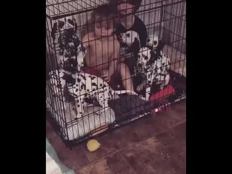 Kids Sit Inside Cage and Play With Cute Puppies - 1097631