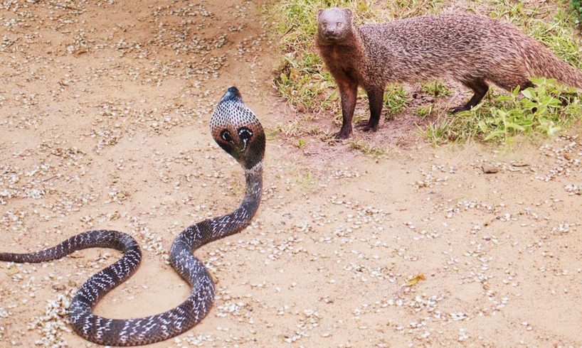 King Cobra Big Battle In The Desert Mongoose and the unexpected | Most Amazing Attack of Animals