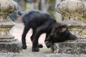 Kitten Rescued By Giving Foods | Save The Kitten