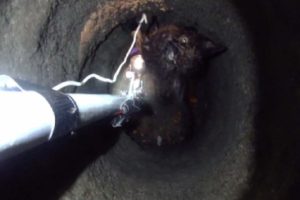 Kitten Stuck In Narrow Pipe Is Rescued