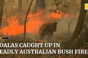 Koala rescued from deadly Australian bush fires
