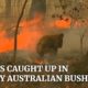 Koala rescued from deadly Australian bush fires