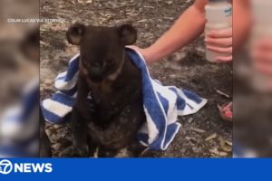 Koala rescued from fire by couple following deadly Australian bushfires