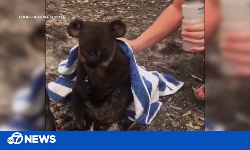 Koala rescued from fire by couple following deadly Australian bushfires