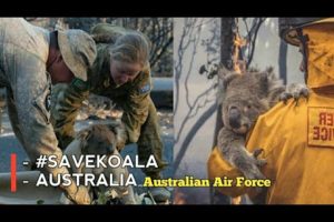 Koala rescues - team deployed to save animals from a large Australian forest fire