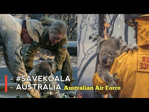 Koala rescues - team deployed to save animals from a large Australian forest fire