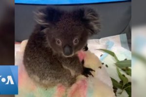 Koalas Orphaned by Australian Wildfires Rescued