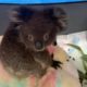 Koalas Orphaned by Australian Wildfires Rescued