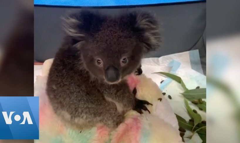 Koalas Orphaned by Australian Wildfires Rescued