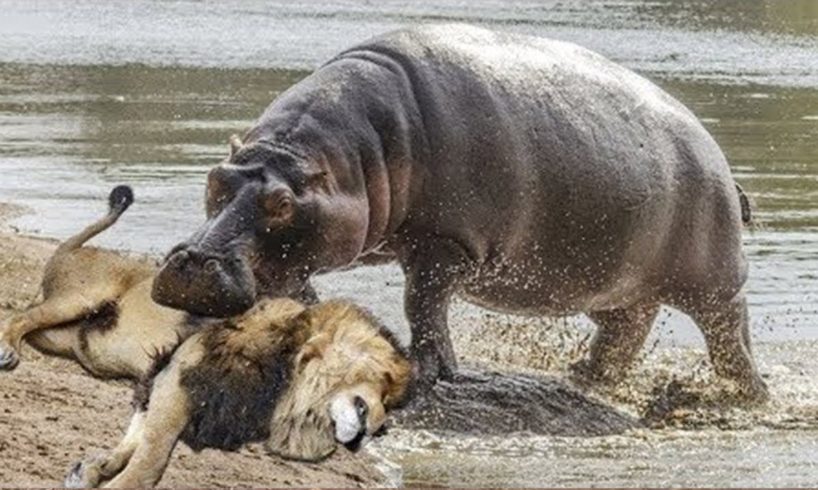 LIVE: Craziest Attacks Of Wild Animals 2020 - Best Craziest Wild Animal Fights Caught