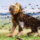 [LIVE] Craziest Moments of Animals Fight | Lion, Bees, Cheetah, Eagle, Hyena, Tiger, Crocodile,Snake