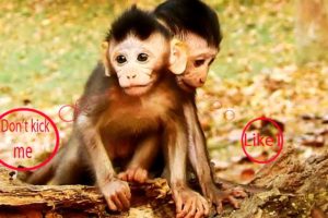 LOVELY Baby monkey play | how adorable baby monkey active playing | 4ever Monkey #209