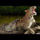 Leopard vs python snake real fight animal 1080p
