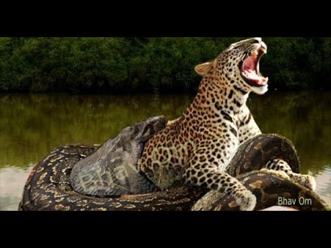 Leopard vs python snake real fight animal 1080p